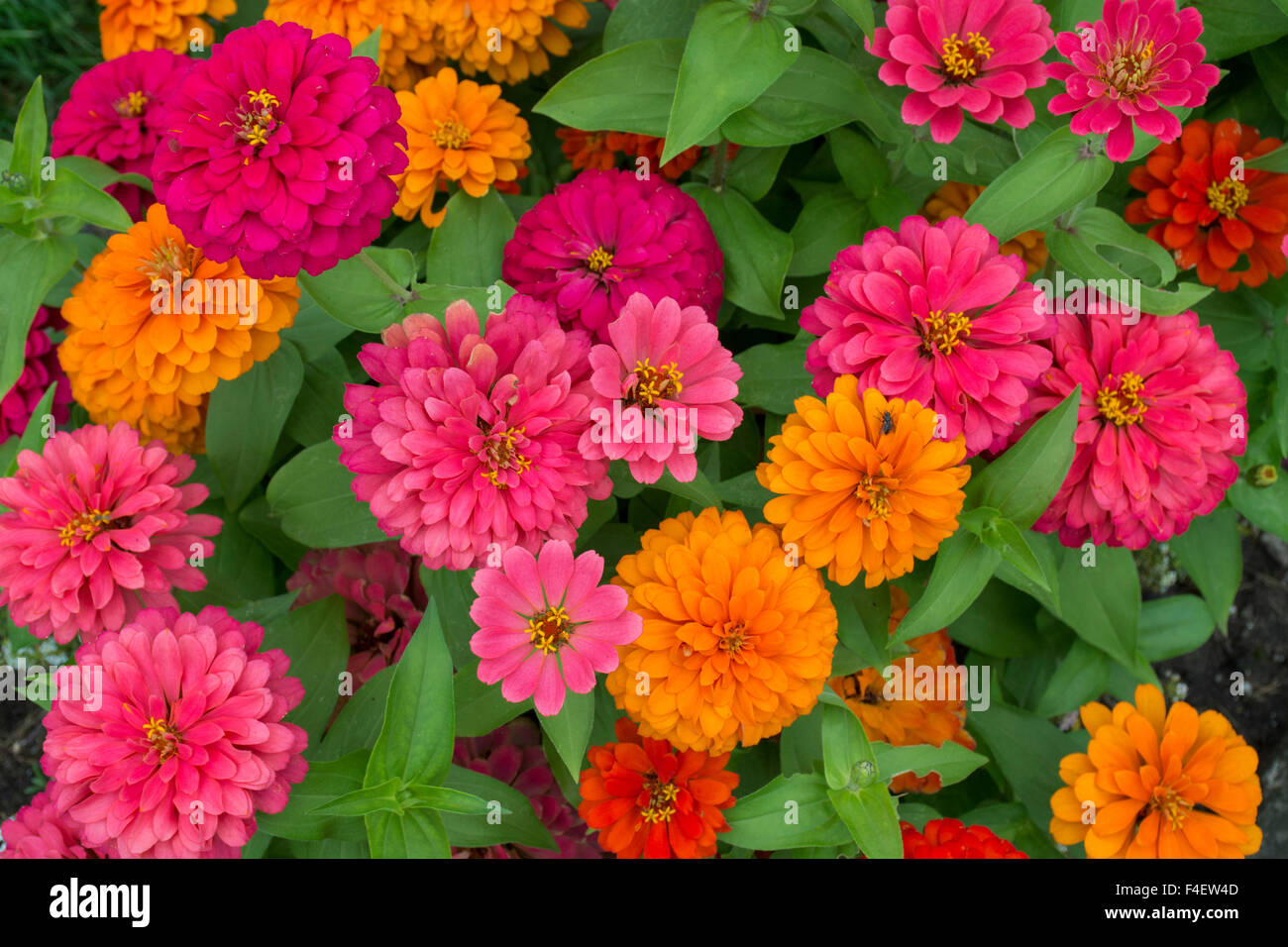 Dearborn, Michigan Greenfield Village. Nahaufnahme von bunte Zinnie Blumen. Stockfoto