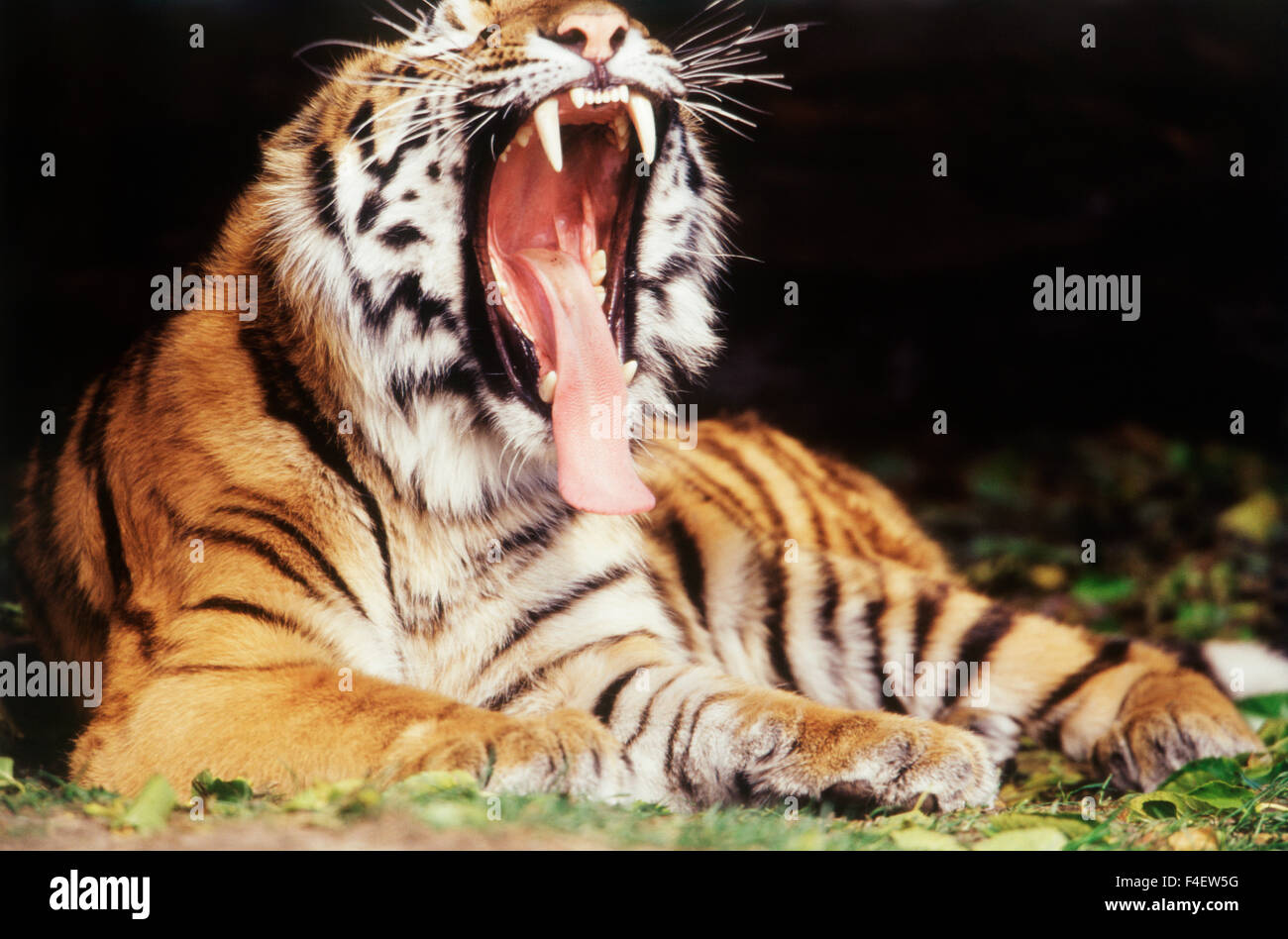 Michigan, Detroit, Detroit Zoo Tiger im Ruhezustand (großformatige Größen erhältlich) Stockfoto