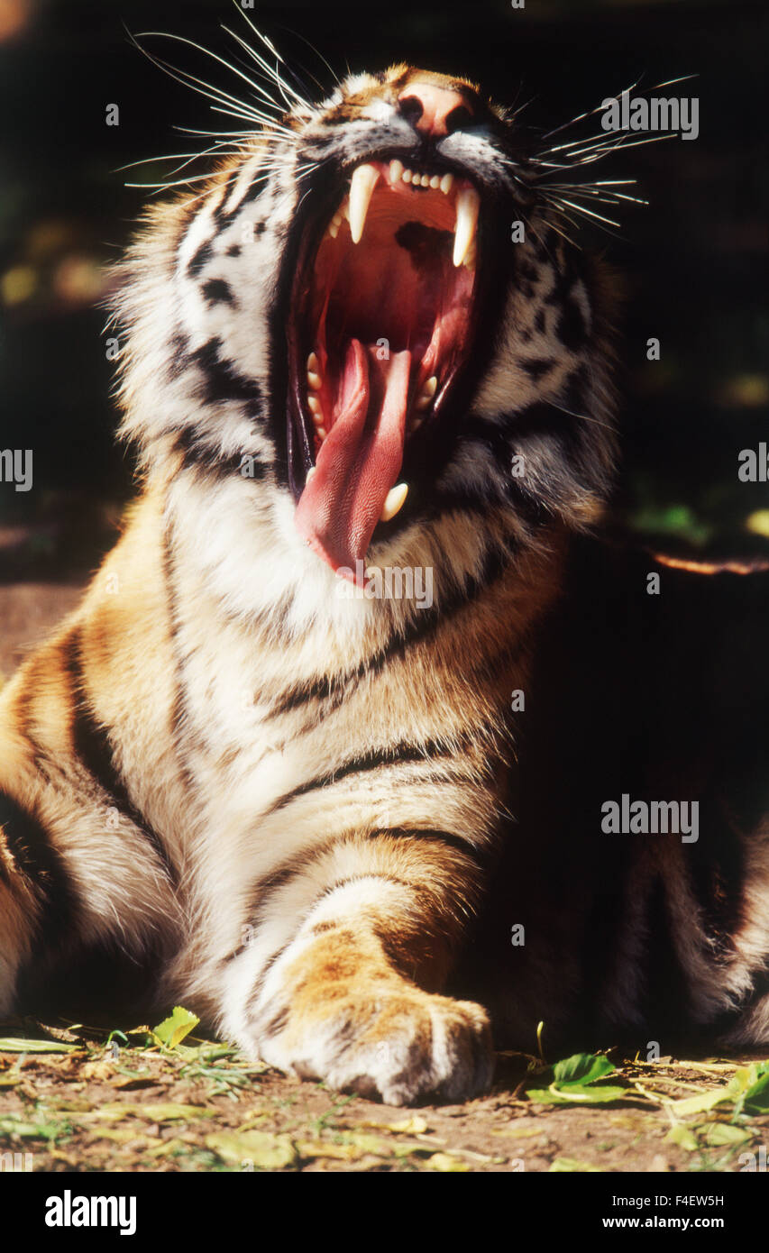 Michigan, Detroit, Detroit Zoo Tiger mit Mund öffnen (großformatige Größen erhältlich) Stockfoto