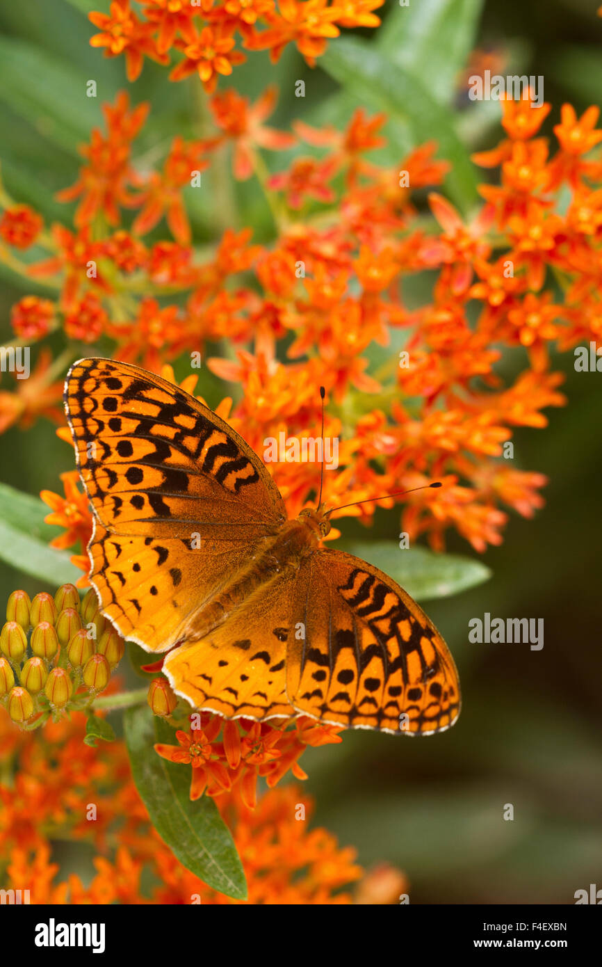 Großen Spangled Fritillary (Speyeria Kybele) auf Schmetterling Milkweek (Asclepias Tuberosa) Reynolds, Missouri, USA. Stockfoto
