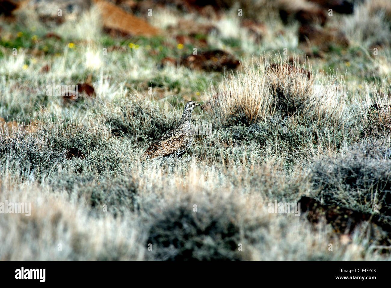 Eine Sage Grouse Henne verschwindet in der Salbei und Rasen von Sheldon National Antelope Refuge in Nevada (großformatige Größen erhältlich) Stockfoto