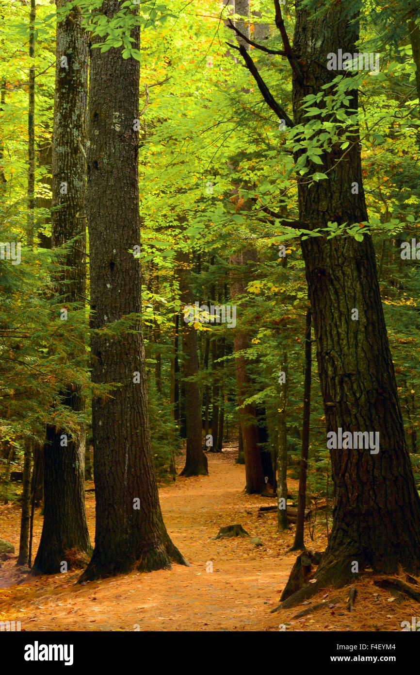 Weg durch Herbstlaub, Diana Bad, Bartlett, New Hampshire, USA. Stockfoto