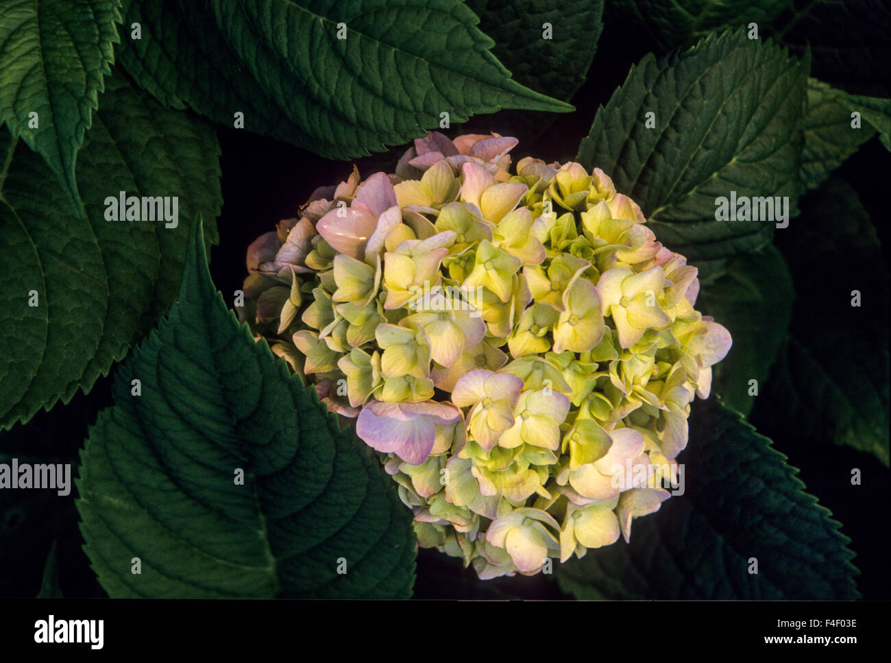 USA, New Jersey, Bay Head, Hortensie (Hydrangea Macrophylla). Stockfoto