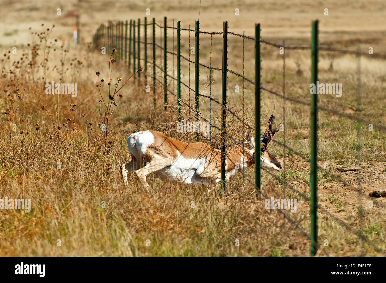 Ein Gabelbock Bock kriecht unter einen 5-Punkte-Programm Stacheldrahtzaun während der Migration. Stockfoto