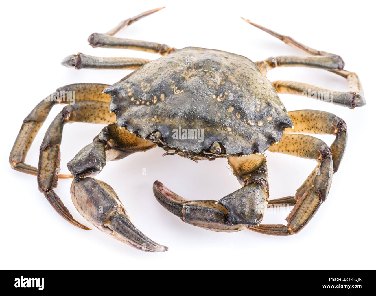 Carcinus Maenas-essbare lebendig Krabbe isoliert auf einem weißen Hintergrund. Stockfoto