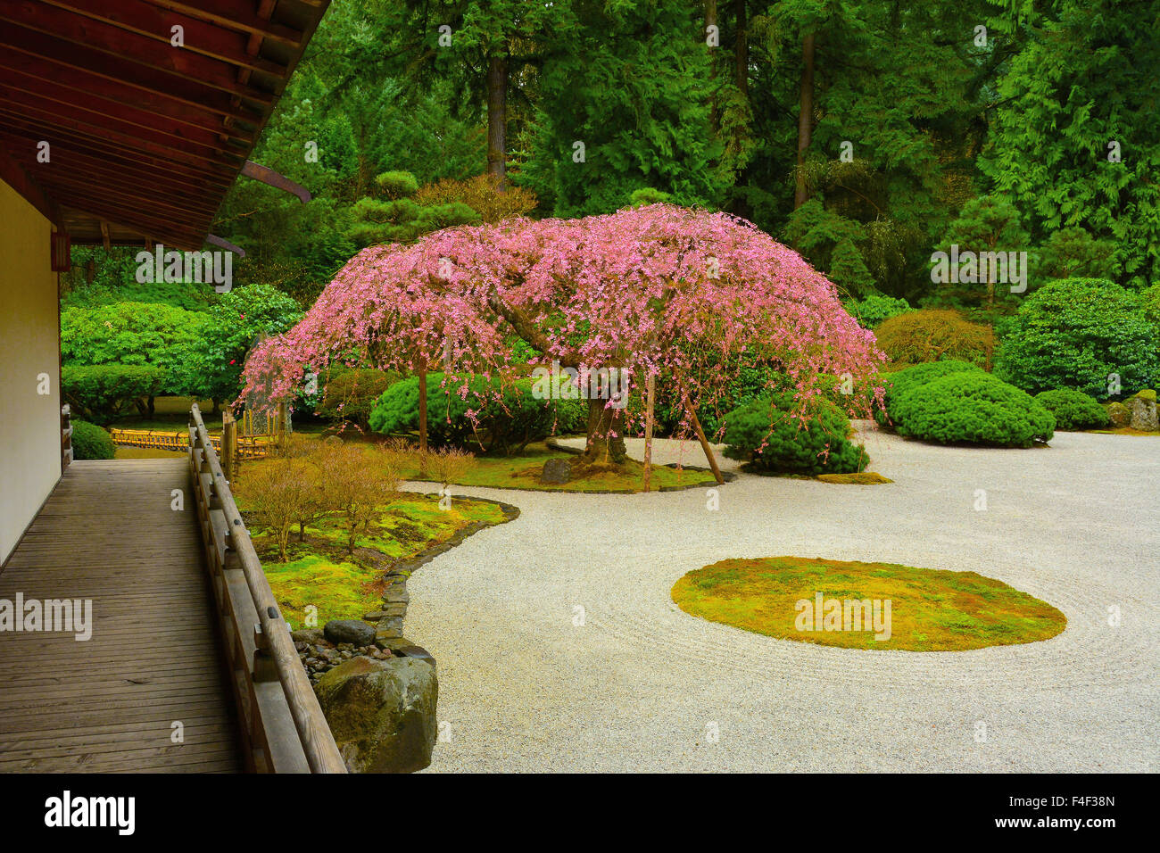 Weinend Kirsche Wohnung Garten Pavillon Fruhjahr Portland