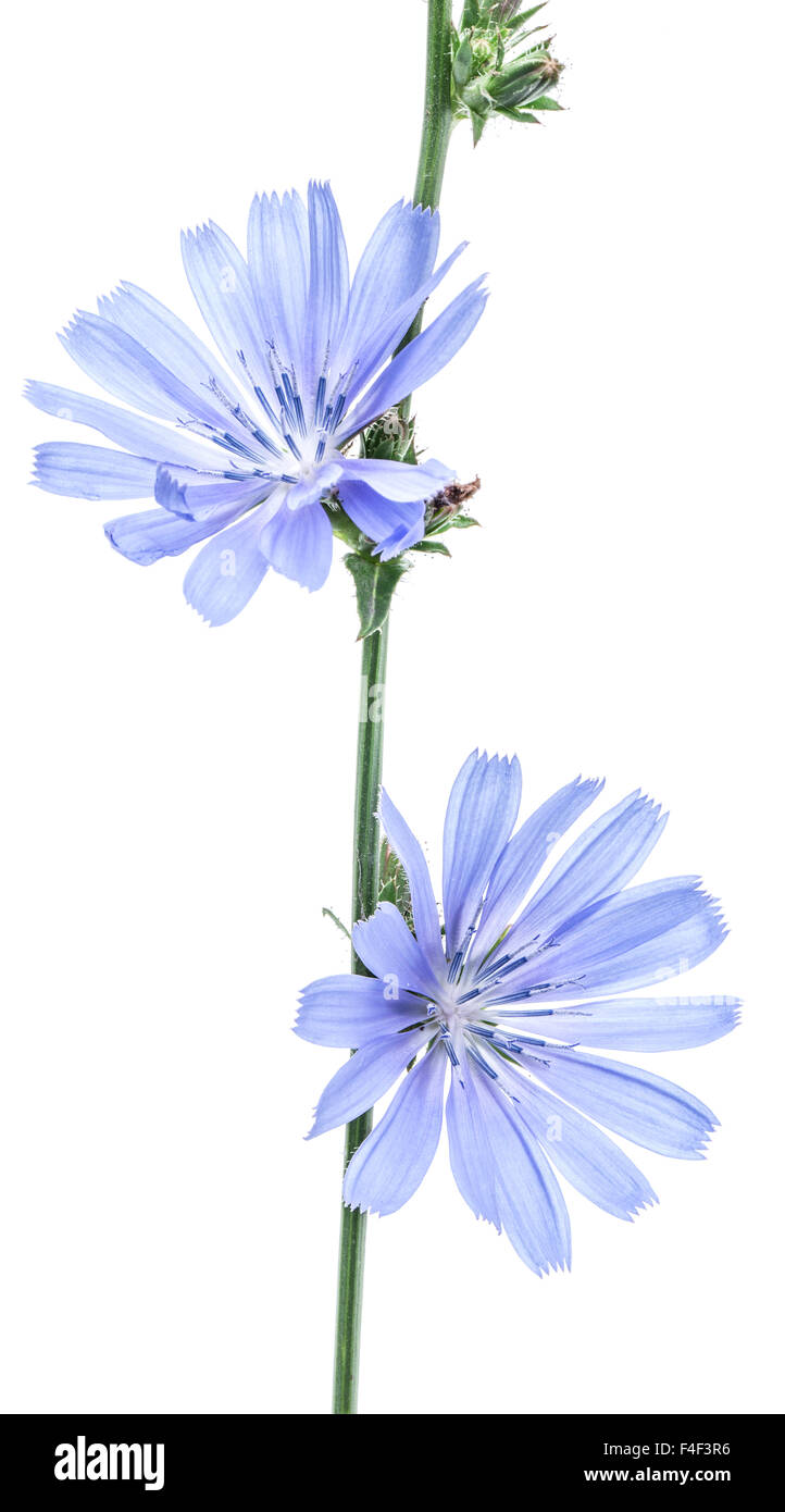 Cichorium Intybus - gemeinsame Chicorée-Blumen auf dem weißen Hintergrund isoliert. Stockfoto