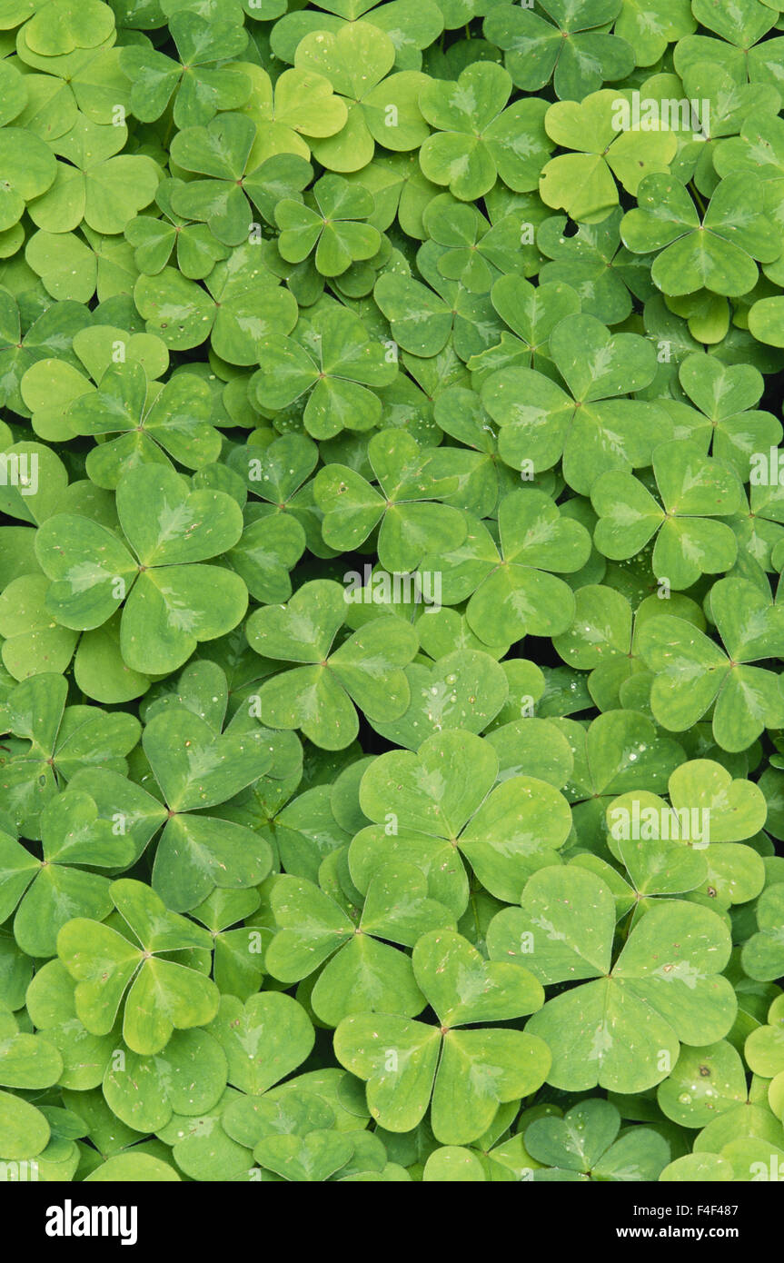 Oregon, Ansicht von Oxalis Oregana Holz Sauerampfer Laub (großformatige Größen erhältlich) Stockfoto