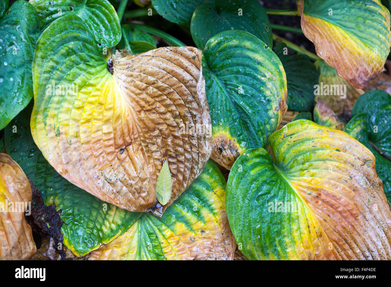 Herbstlaub, Hostas-Pflanzen Stockfoto