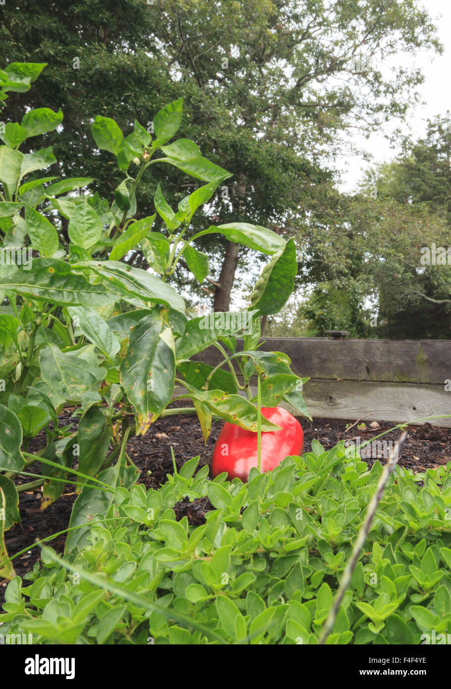 Grüne und rote Paprika in einem Heim Hobby-Bauernhof Garten in Neu-England angebaut Stockfoto