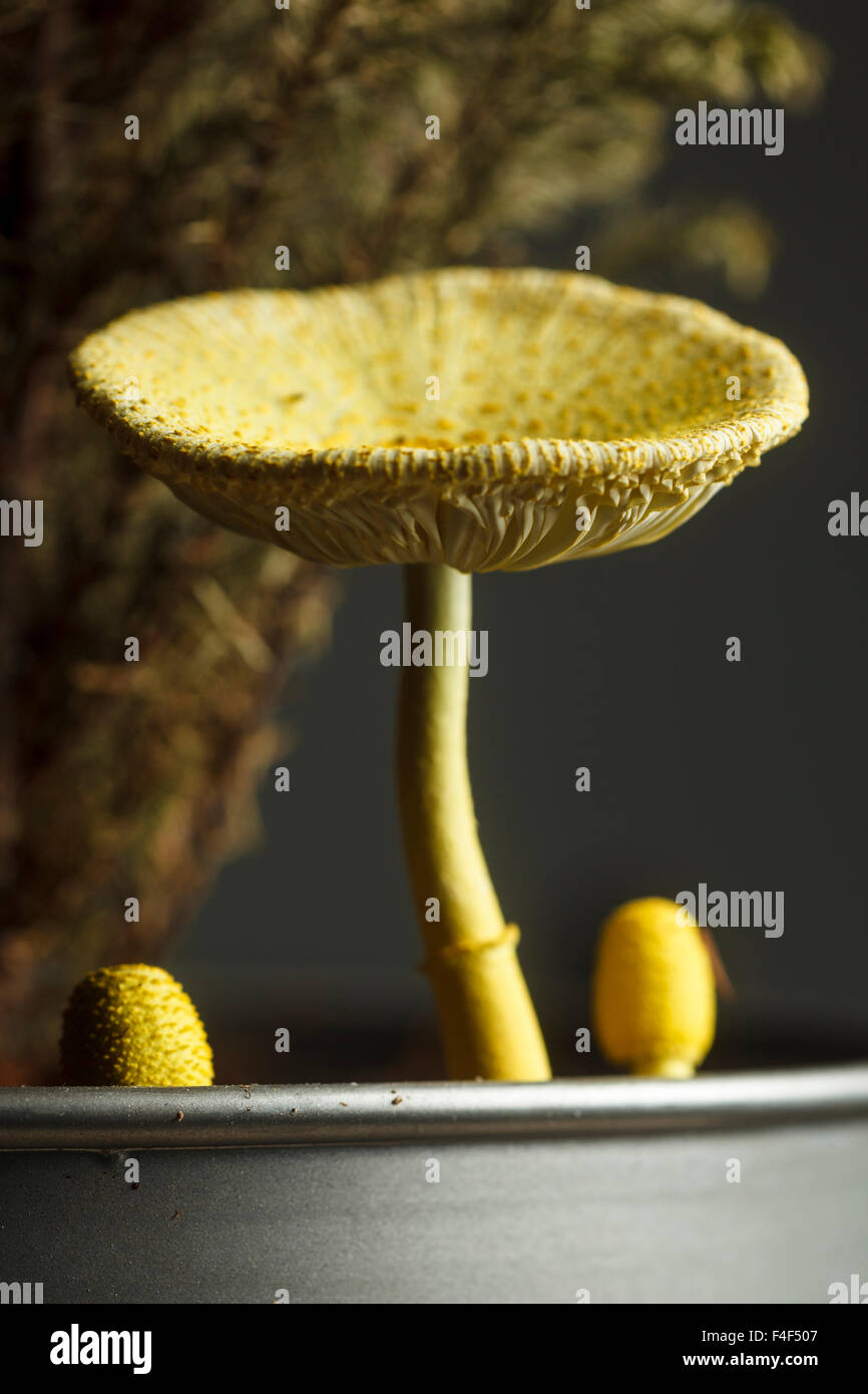 Gelber zimmerpflanzenpilz -Fotos und -Bildmaterial in hoher Auflsung   Alamy