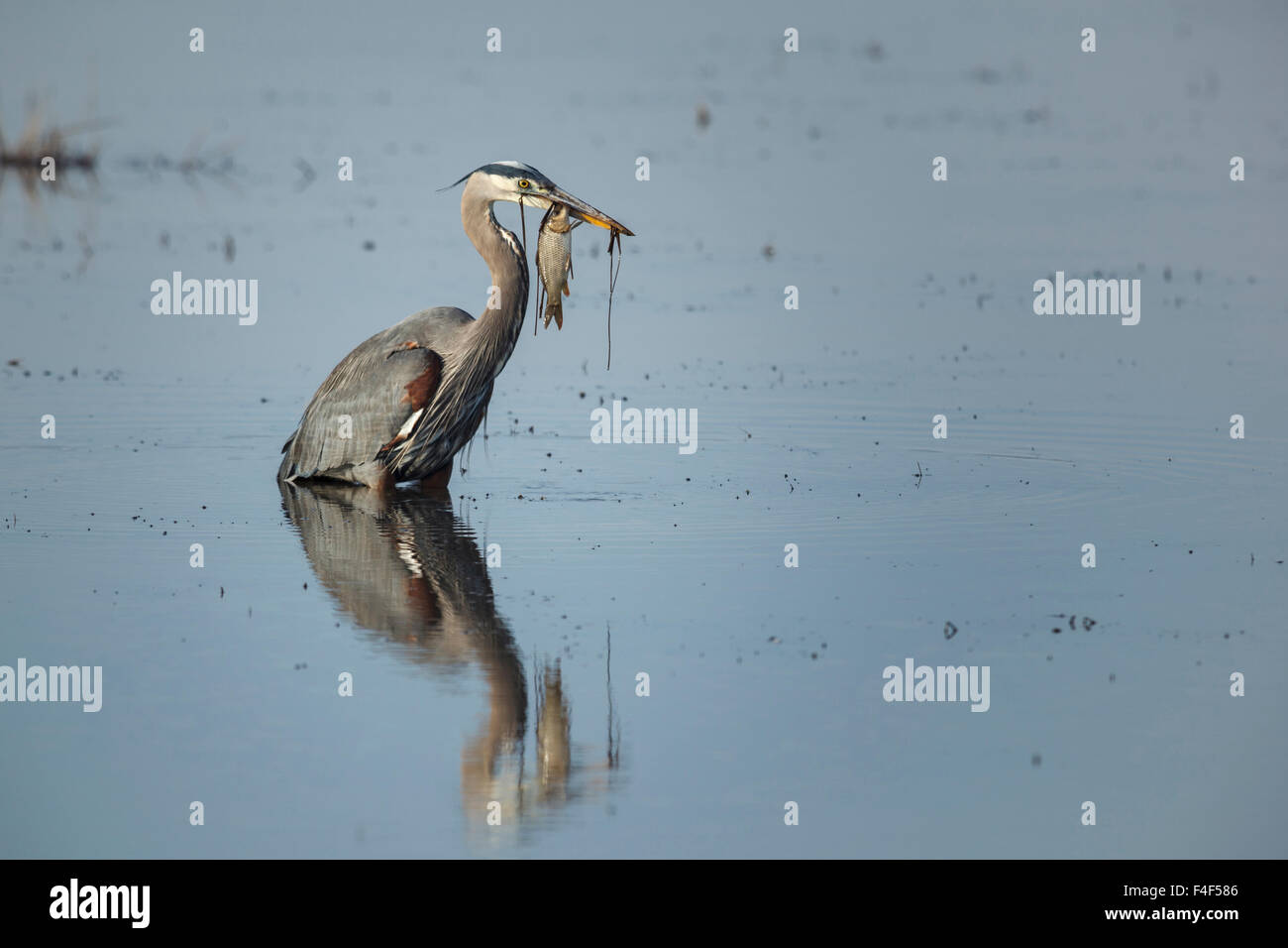 USA, Oregon, Baskett Slough National Wildlife Refuge, Great Blue Heron (Ardea Herodias) mit einem Karpfen, die es erwischt. Stockfoto