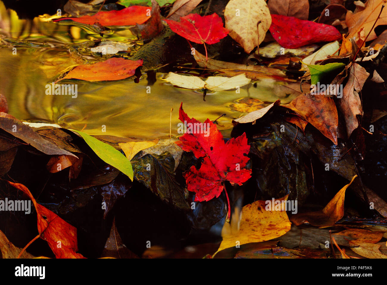 USA, Pennsylvania, Pocono Mountains. Herbst Blätter im Stream. Kredit als: Marie Busch / Jaynes Galerie / DanitaDelimont.com Stockfoto