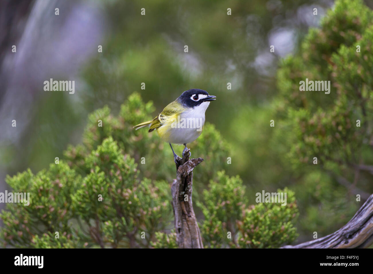 Kinney County, Texas. Schwarz-capped Viroe (Vireo Atricapillus) männlich Nahrungssuche in Wacholder Stockfoto