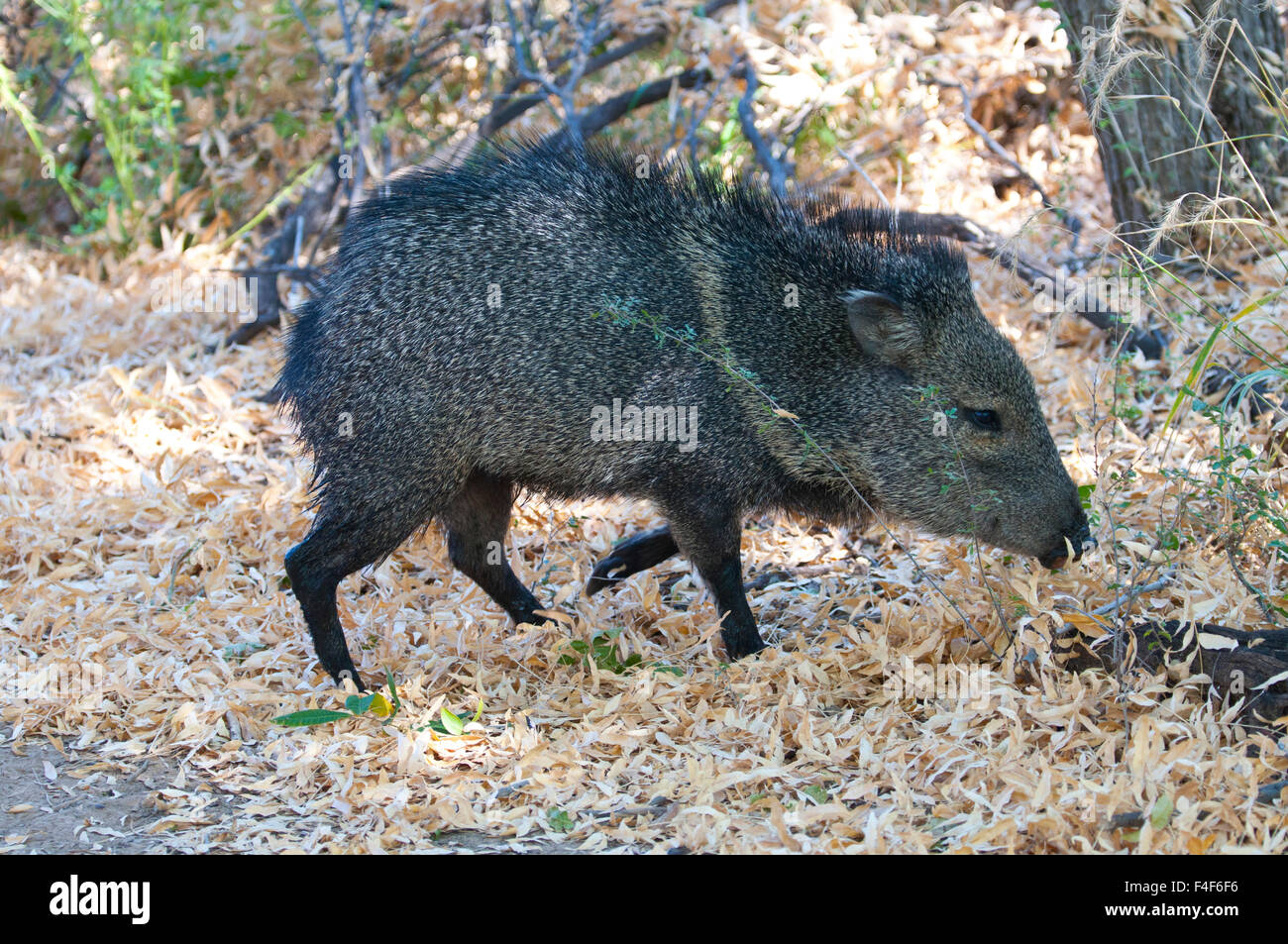 USA, Texas, Big Bend Nationalpark, Javelina Dugout Wells. Stockfoto