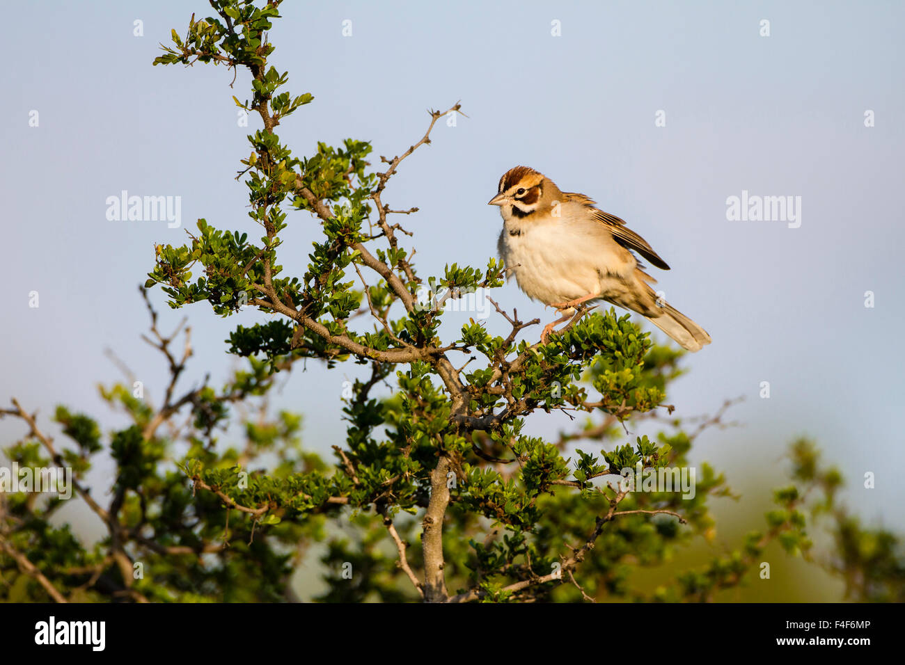 Kinney County, Texas. Lerche Spatz (Chondestes Grammacus) unreif thront in schwarzen Pinsel Stockfoto