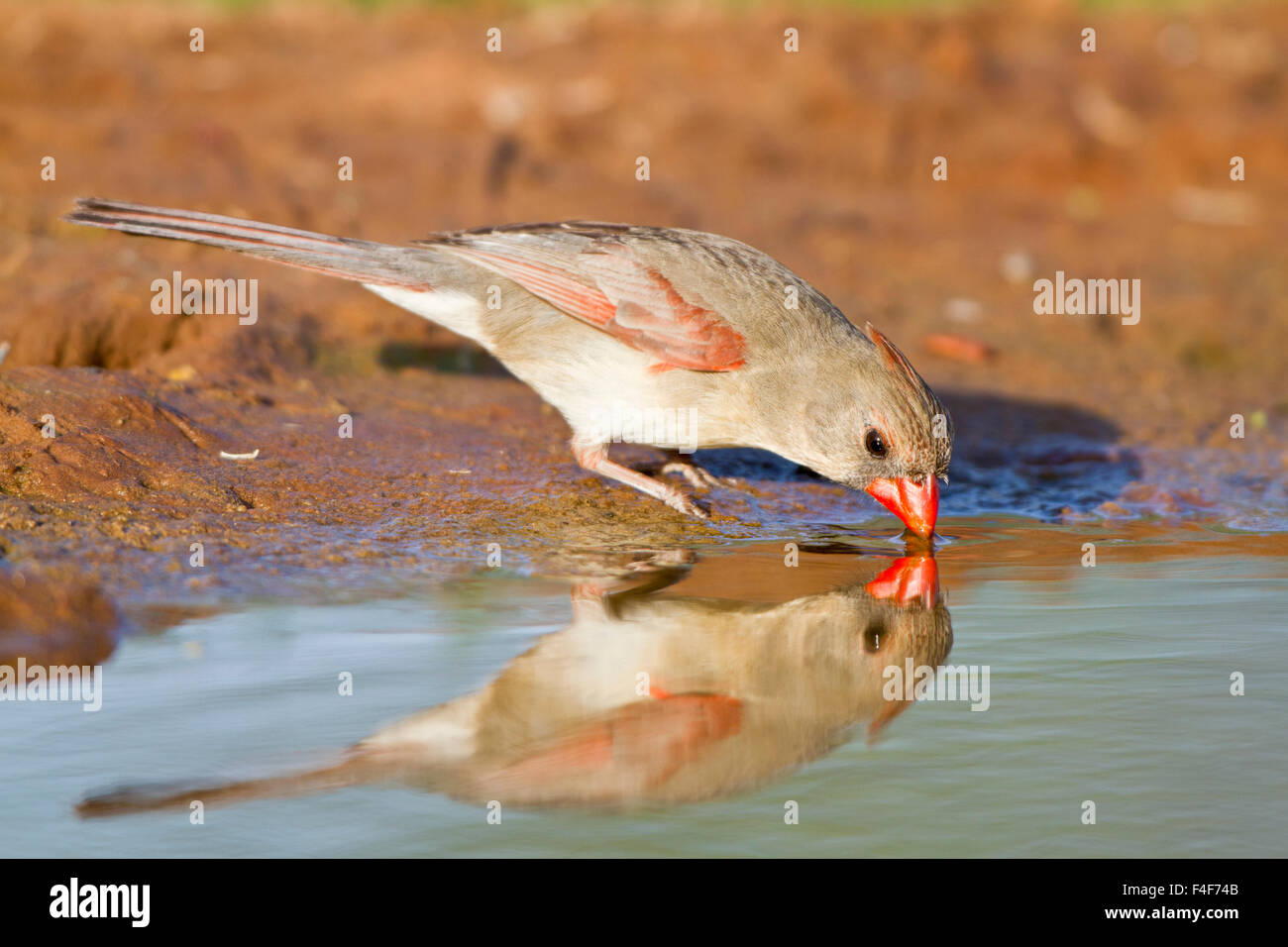 Am nördlichen Kardinal (Cardinalis Cardinalis) weiblich am Wasser Starr, Texas, USA. Stockfoto