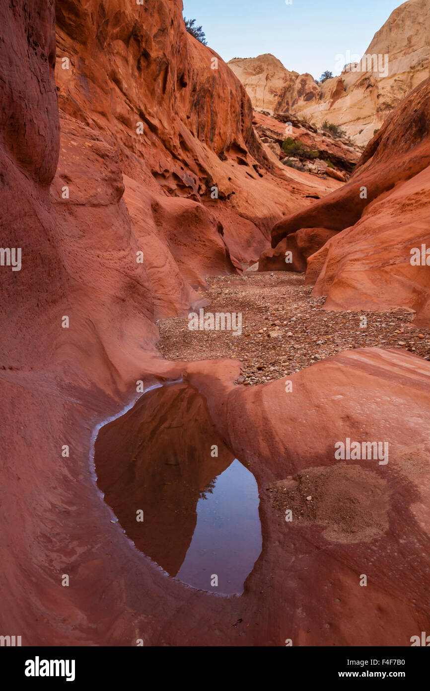 USA, Utah, Capitol Reef. Pool-Reflexion im unteren Alternativsäge Twist Canyon. Kredit als: Cathy & Gordon Illg / Jaynes Galerie / DanitaDelimont.com Stockfoto