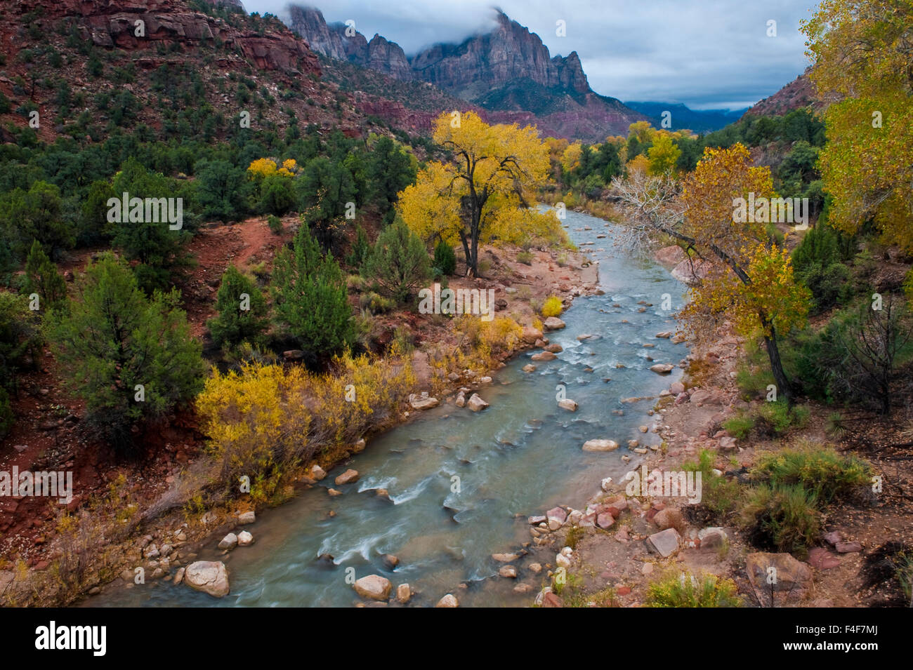 USA, Utah, Zion National Park. Virgin River und Pappeln. Kredit als: Nancy Rotenberg / Jaynes Galerie / DanitaDelimont.com Stockfoto