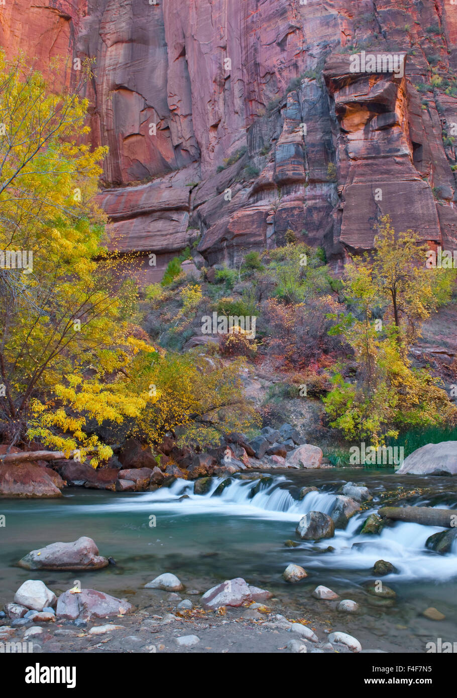 USA, Utah, Zion National Park. Die Narrows mit Pappeln im Herbst. Kredit als: Nancy Rotenberg / Jaynes Galerie / DanitaDelimont.com Stockfoto