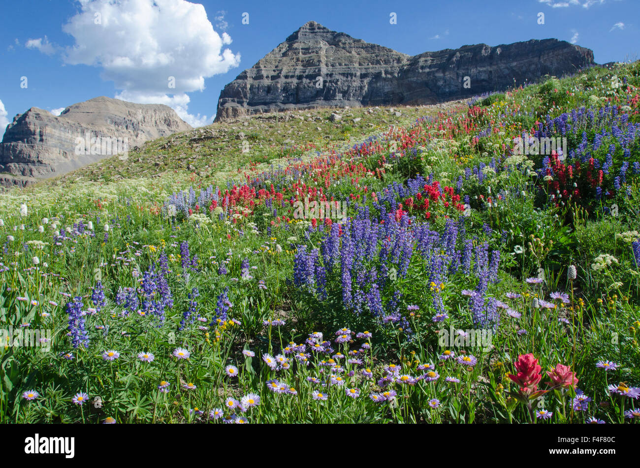 Klebrige Aster und Indian Paintbrush, Mt. Timpanogas Wilderness Area Stockfoto