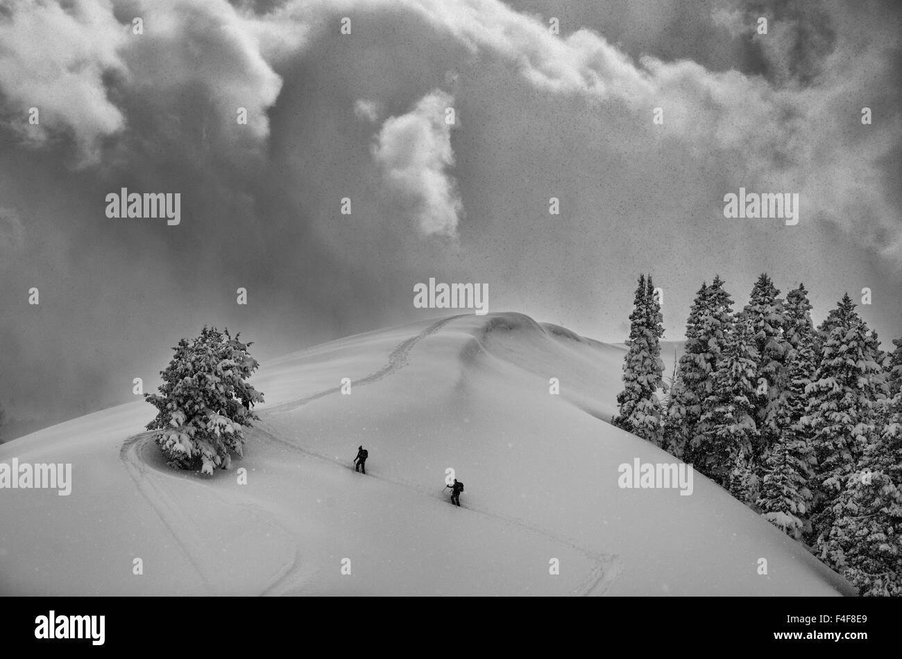 Backcountry Ski-Bergsteiger im frischen Pulverschnee, sehen Sie in der Nähe von Beartrap-Verwüstung Ridge, Big Cottonwood Canyon Uinta Wasatch Cache National Forest, in der Nähe von Salt Lake City, Utah. Stockfoto