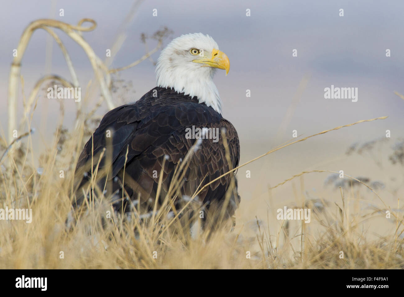 Weißkopf-Seeadler auf dem Boden Stockfoto