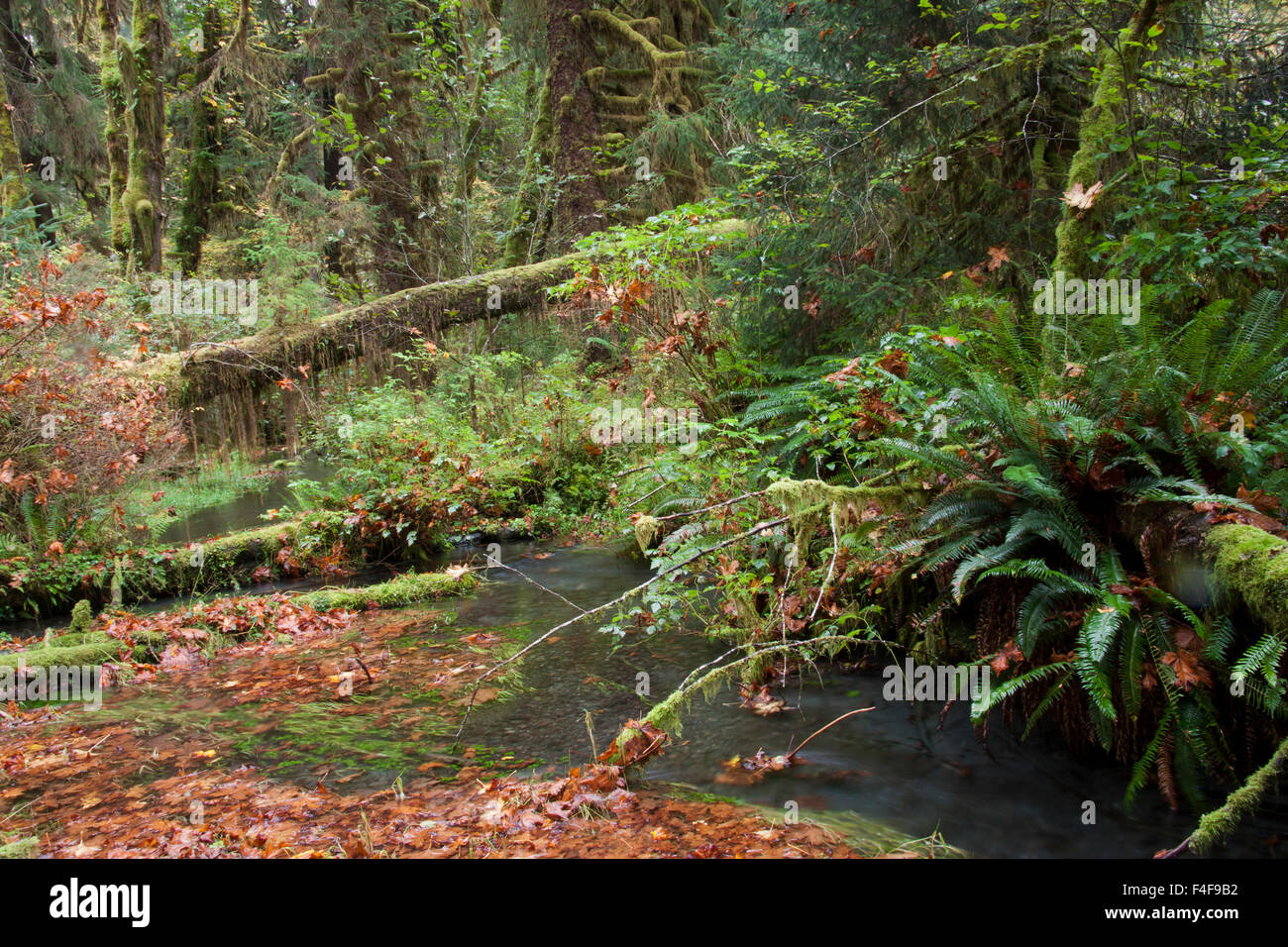 Olympic Nationalpark, Hoh River Valley Stockfoto