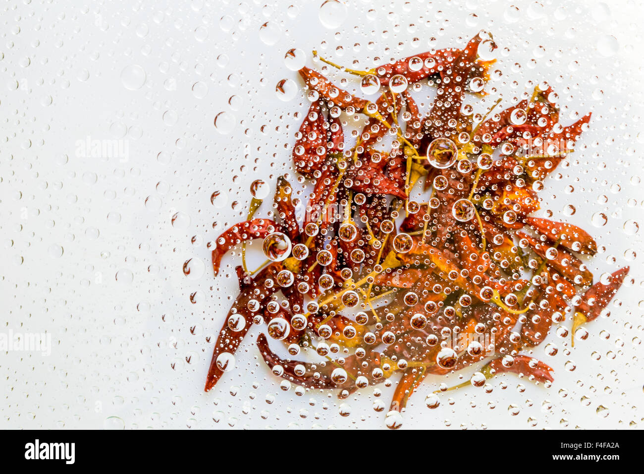 Wasser, Tropfen, Tropfen, Regentropfen von Chili-Hintergrund Stockfoto