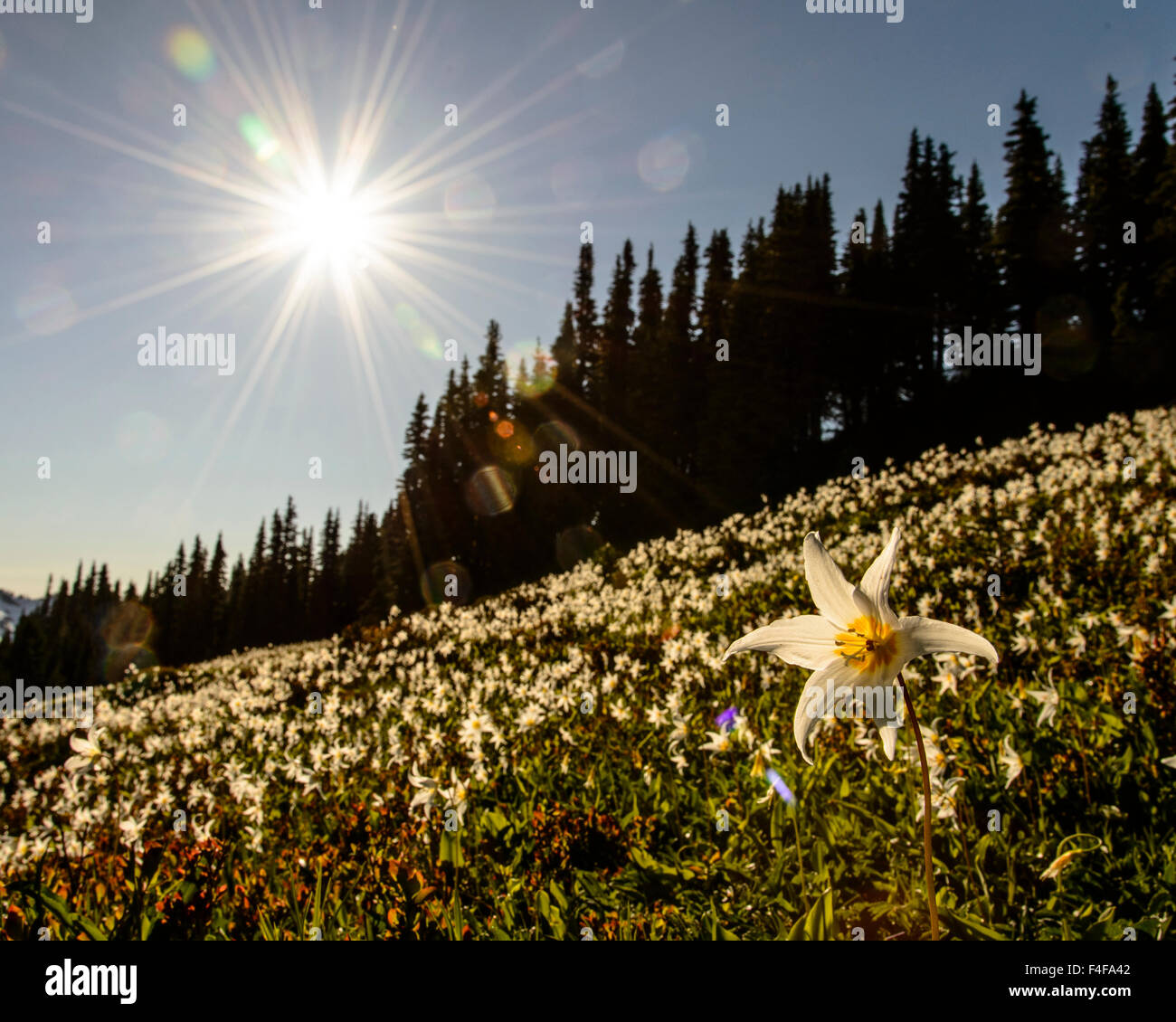 Olympic Nationalpark, Washington State. Sonne und Gletscher Lilien auf sieben Seenweg Becken. Stockfoto