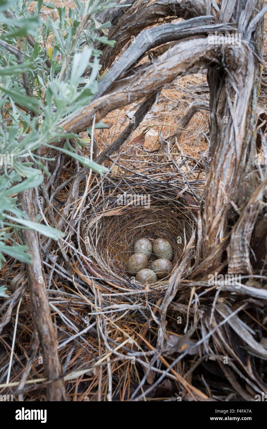 USA, US-Bundesstaat Washington. Brewer es Blackbird (Euphagus Cyanocephalus) Nest, gefleckt, getarnten Eier, auf Basis der Beifuß im Zentrum von Washington. Stockfoto