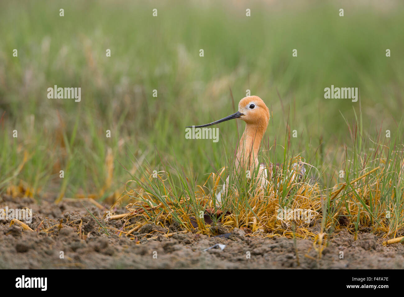 USA, US-Bundesstaat Washington. Amerikanische Avocet(Recurvirostra americana) für die Zucht von Gefieder, sitzen auf See Nest an Soap Lake, WA. Stockfoto