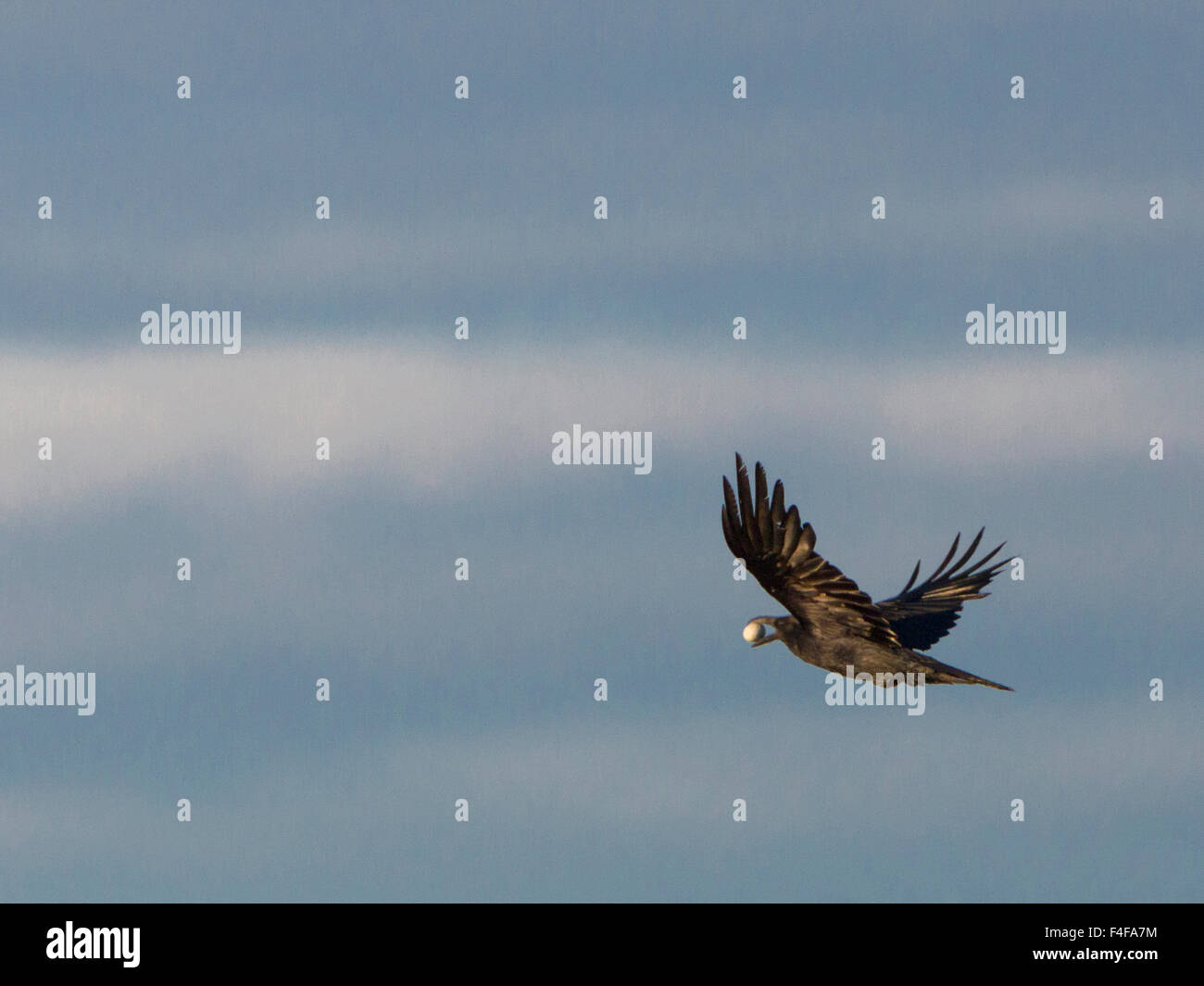 USA, US-Bundesstaat Washington. Kolkrabe (Corvus Corax) im Flug nach Ei aus Western Grebe Nest auf Schlaglöcher Stausee in der Nähe von Moses Lake, WA zu stehlen. Stockfoto