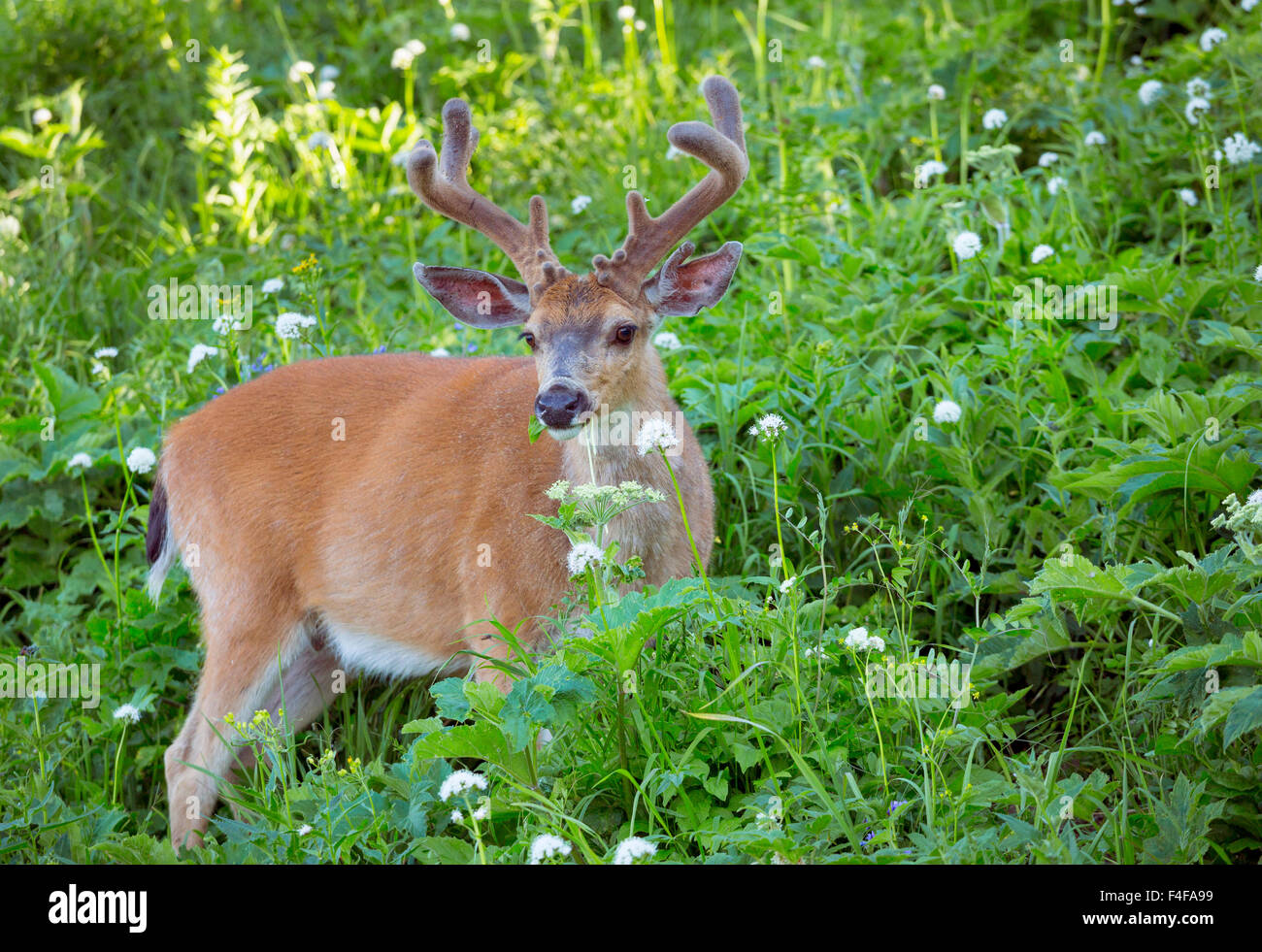 USA, US-Bundesstaat Washington. Columbia schwarz-angebundene Rotwild (Odocoileus Hemionus Columbianus), einen Bock in samt, ernährt sich von Sitka Baldrian (Valeriana Sitchensis) entlang Hurricane Ridge Road in Olympic Nationalpark. WA. Stockfoto