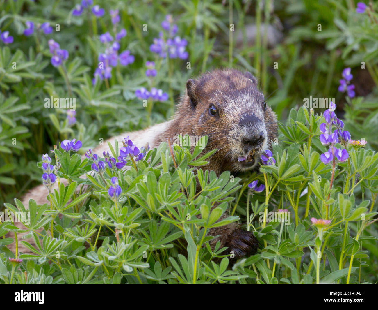 USA, US-Bundesstaat Washington. Hoary Murmeltier (Marmota Caligata) Fütterung auf Laubbäume Lupine (Lupinus Latifolius) in Mount Rainier Nationalpark, WA. Stockfoto