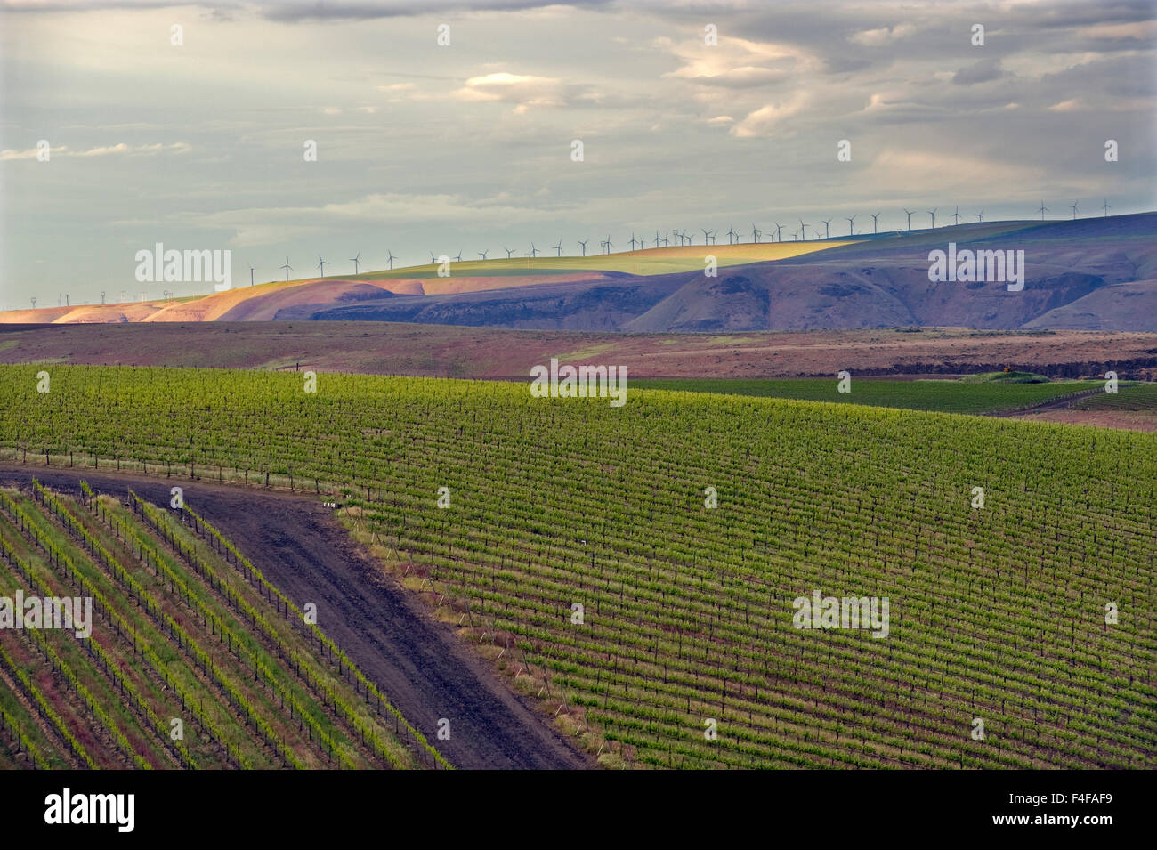 USA, Washington, Columbia Valley. Die Bänke Weinberg befindet sich in Pferd Himmel Hills AVA. Stockfoto