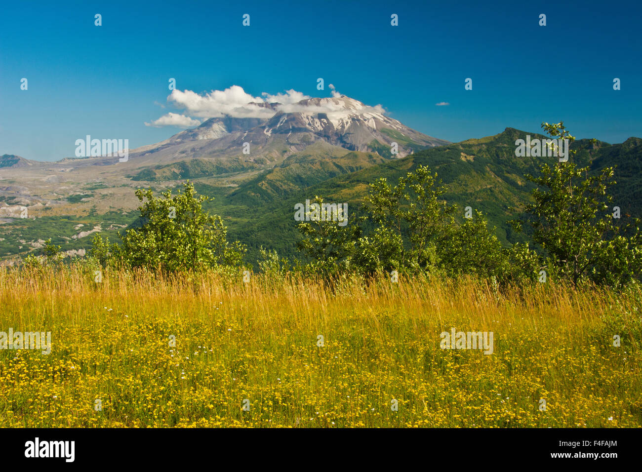 Mount St. Helens, Wald-Lernzentrum, Mount St. Helens Wilderness Area, Washington, USA Stockfoto