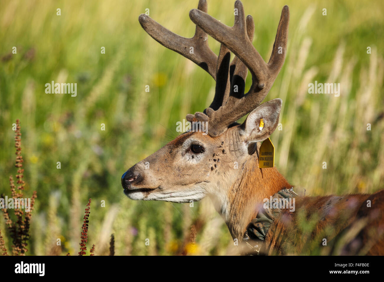 USA, Washington, Ridgefield National Wildlife Refuge, ein Columbian White-tailed Deer Bock (Odocoileus Virginianus Leucurus). Stockfoto