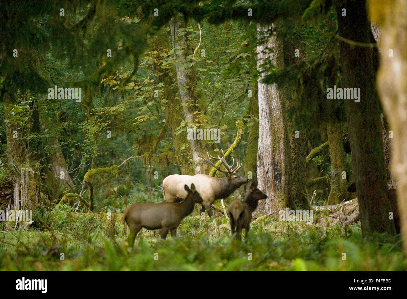 Washington, Olympic Peninsula, Olympic Nationalpark, Gabel Ost Quinault River. Roosevelt Elche (Cervus Elaphus), Bulle mit Kühen in den Regenwald. Stockfoto