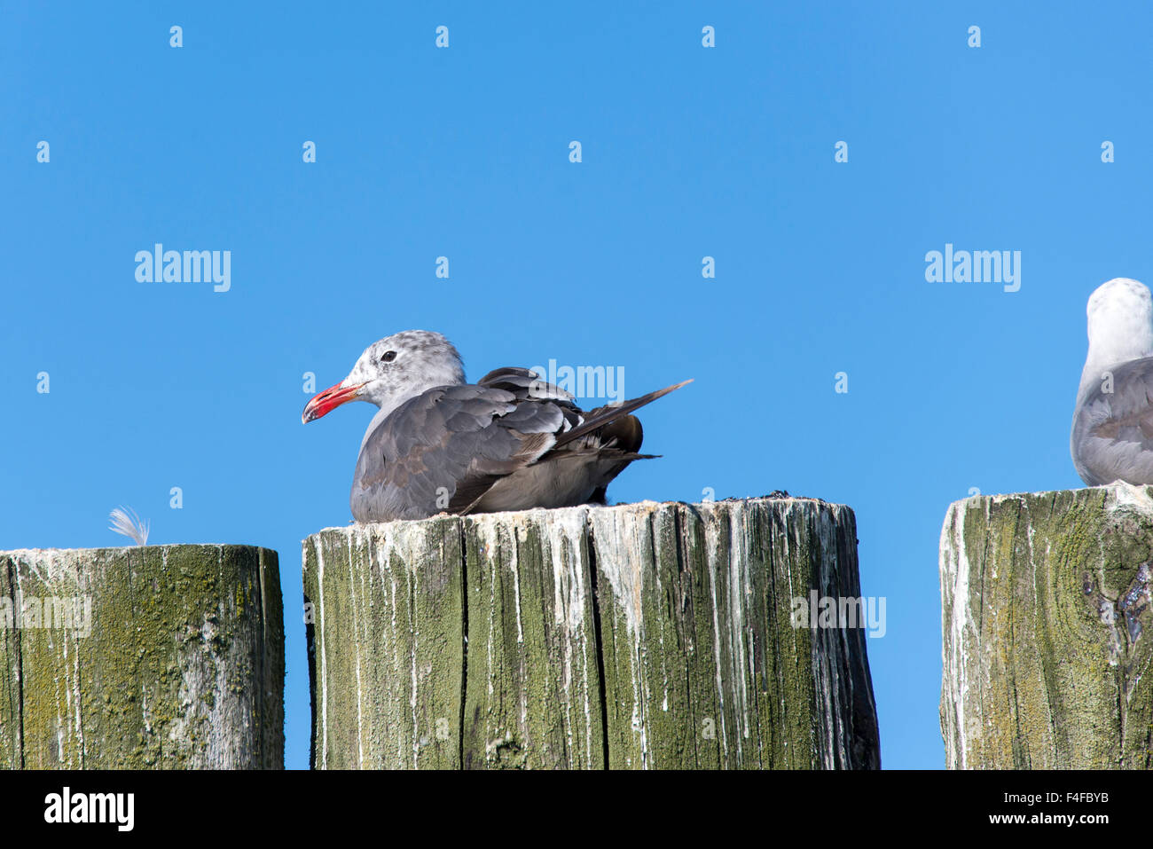 USA, Washington State, Poulsbo Heermans Möwe (Larus Heermanni) ruht auf Dock stapeln. Stockfoto