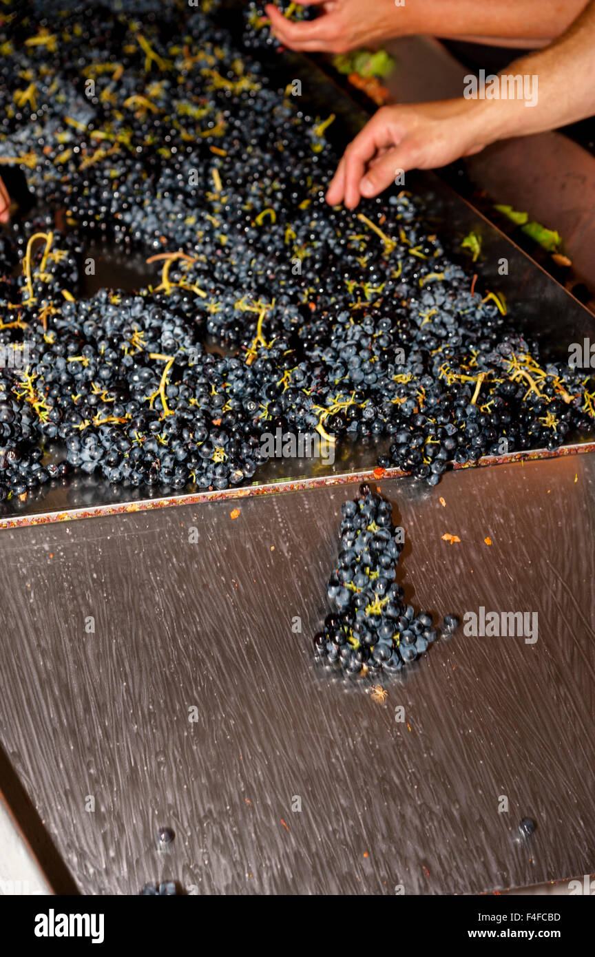 USA, Washington, Woodinville. Weingut Mitarbeiter sortieren Cabernet-Trauben bei Crush. Stockfoto