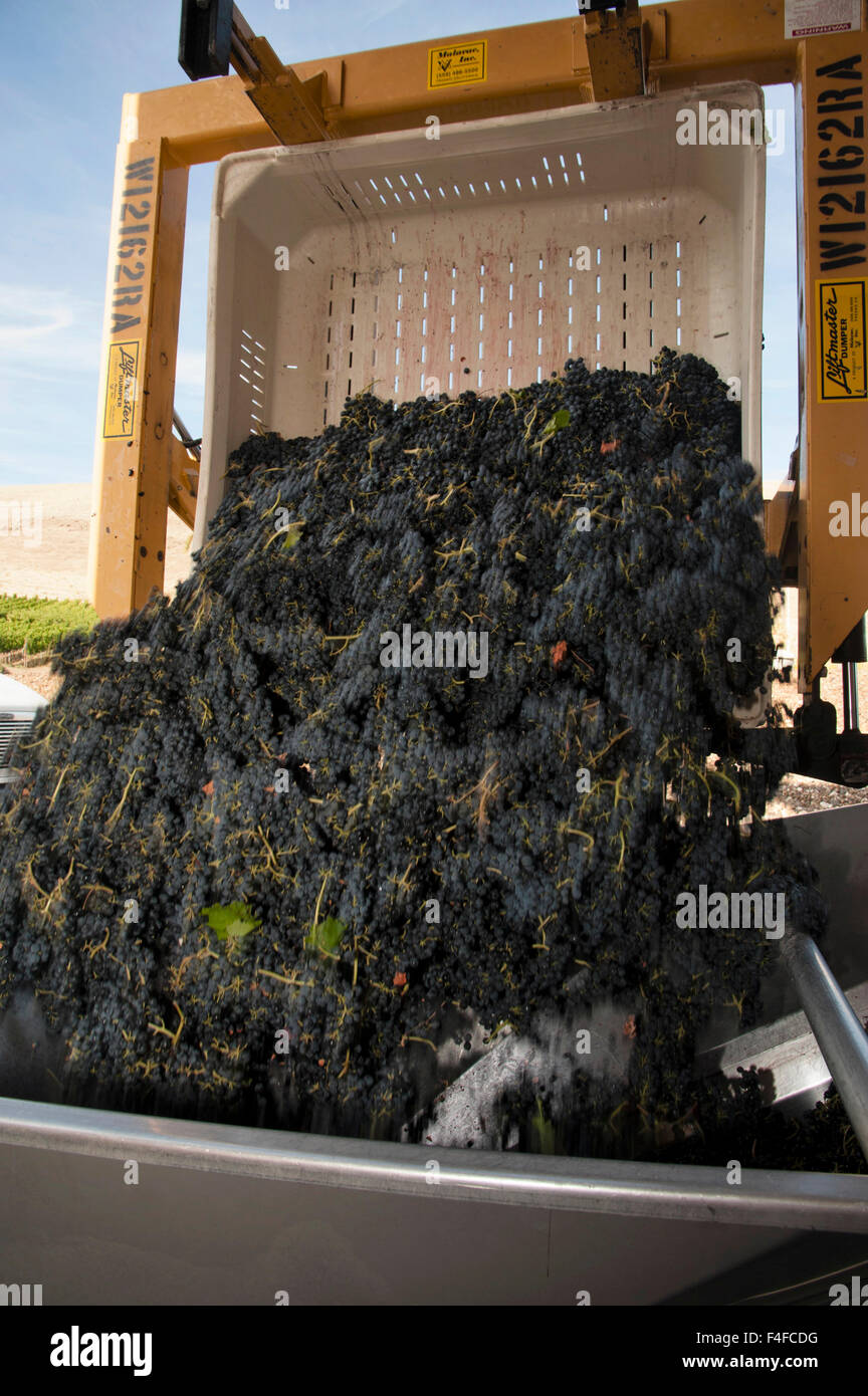 USA, Washington, roter Berg. Trauben werden im Gedränge Weingut in roter Berg im östlichen Washington sortiert. Stockfoto