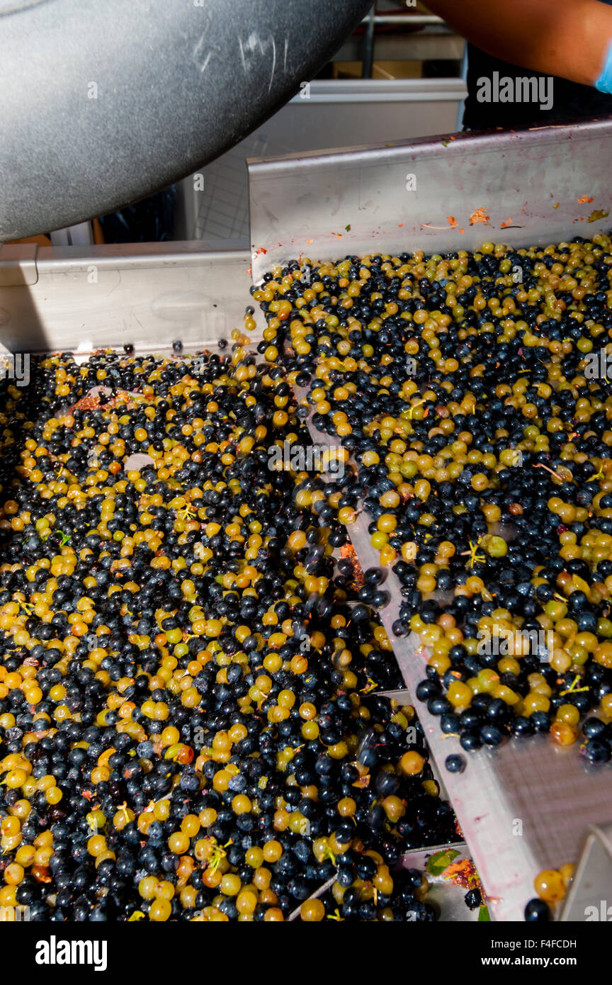 USA, Washington, roter Berg. Trauben werden im Gedränge Weingut in roter Berg im östlichen Washington sortiert. Stockfoto