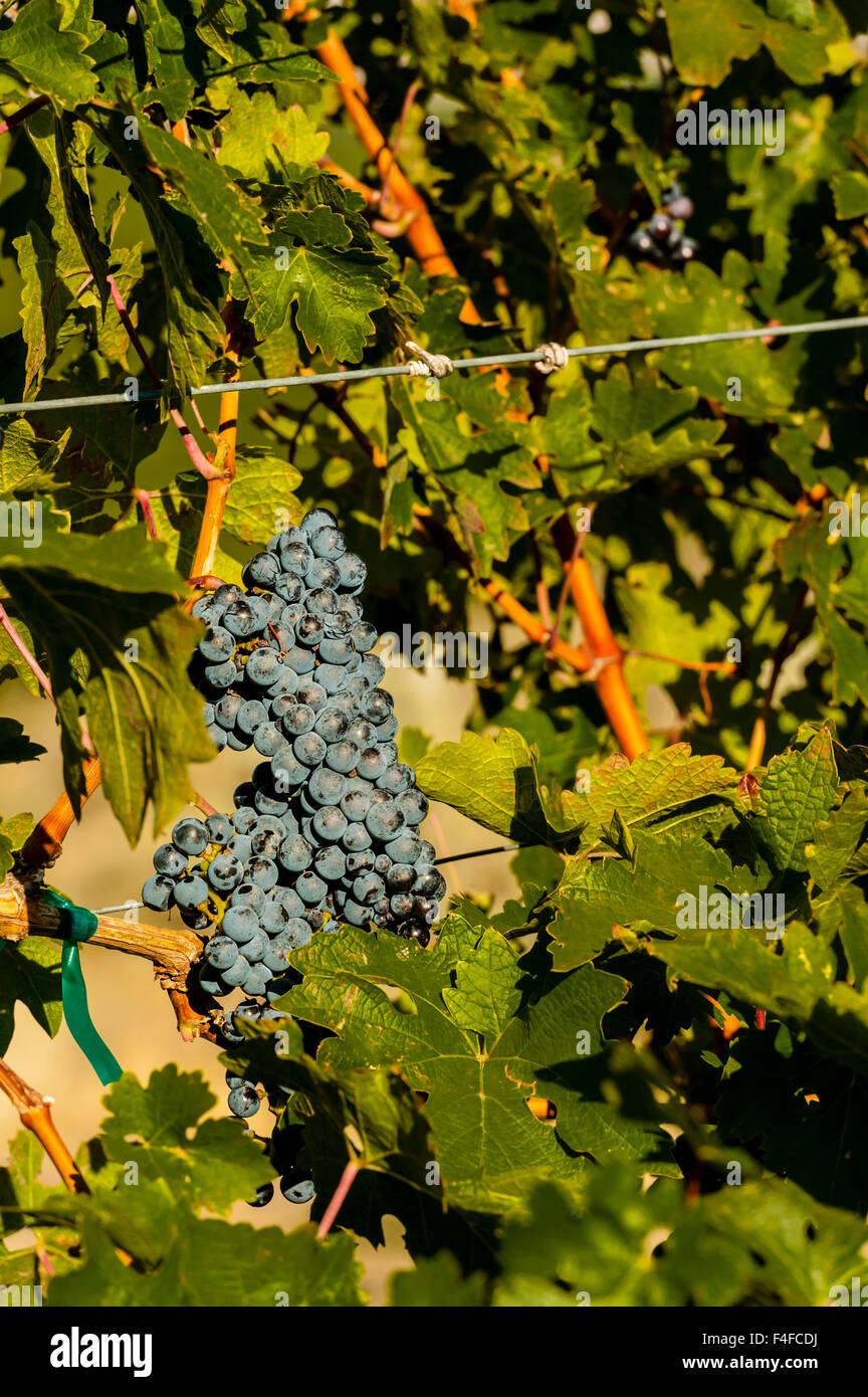 USA, Washington, Pasco. Reife Cabernet-Trauben im Weinberg im östlichen Washington. Stockfoto