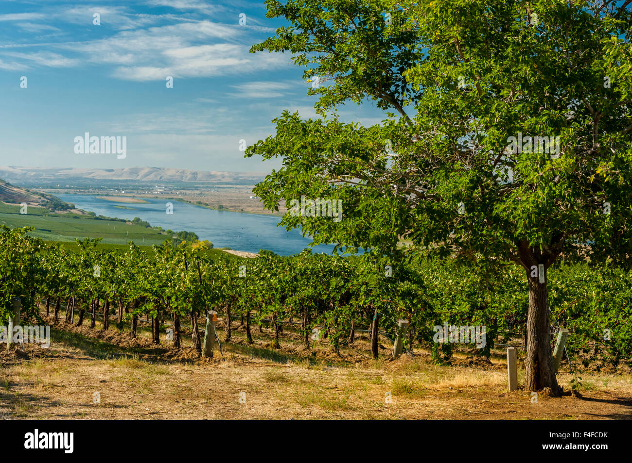 USA, Washington. Weingut angrenzenden Columbia River reift im Sommersonne im östlichen Washington. Stockfoto