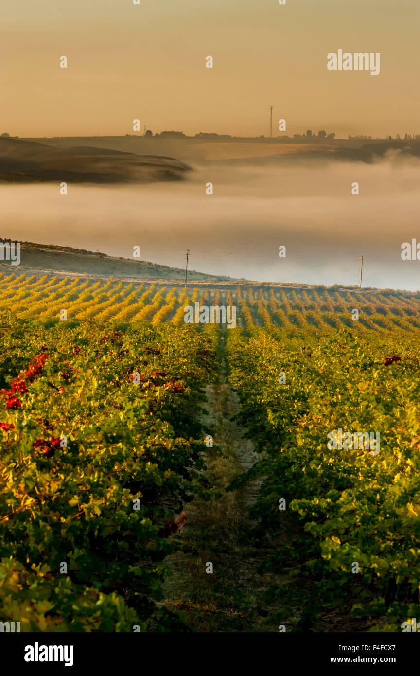 USA, Washington, Pasco. Nebel und Ernte auf Washington Weinberg. Stockfoto