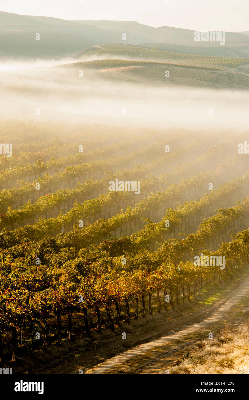 USA, Washington, Pasco. Nebel und Ernte auf Washington Weinberg. Stockfoto