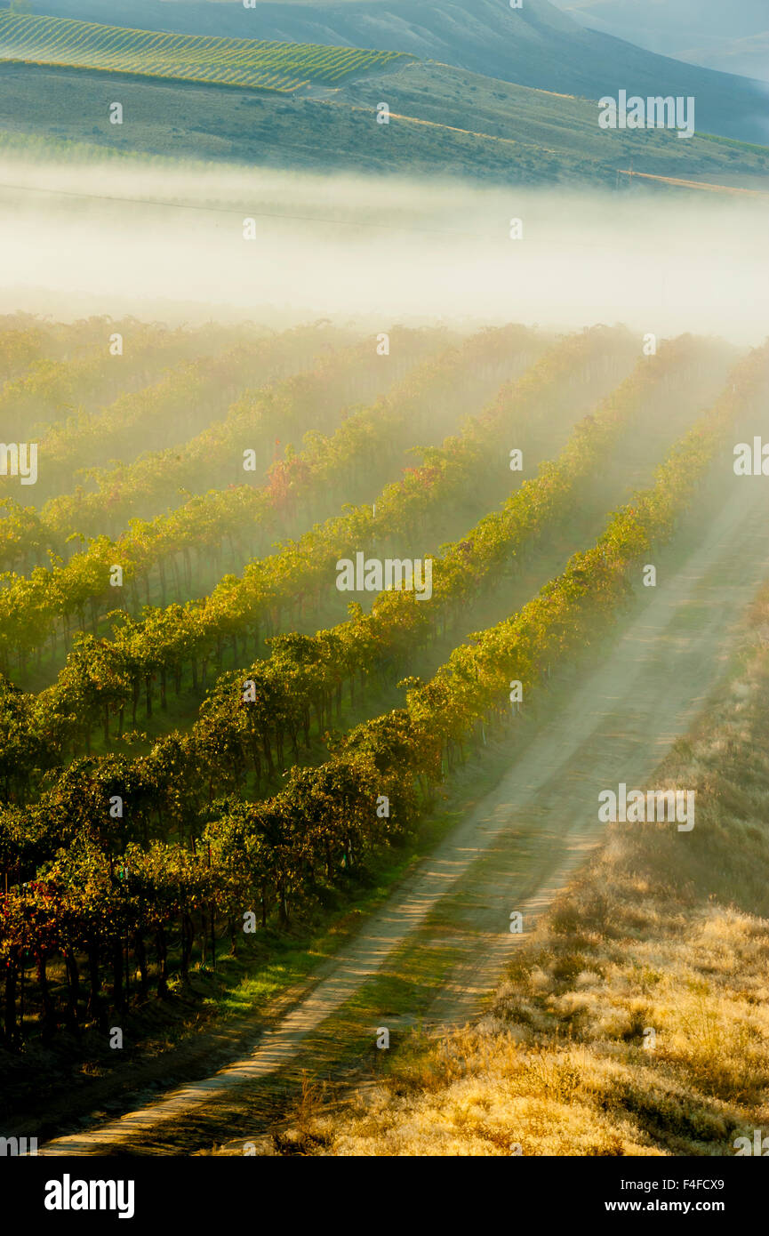 USA, Washington, Pasco. Nebel und Ernte in einem Washington Weinberg. Stockfoto