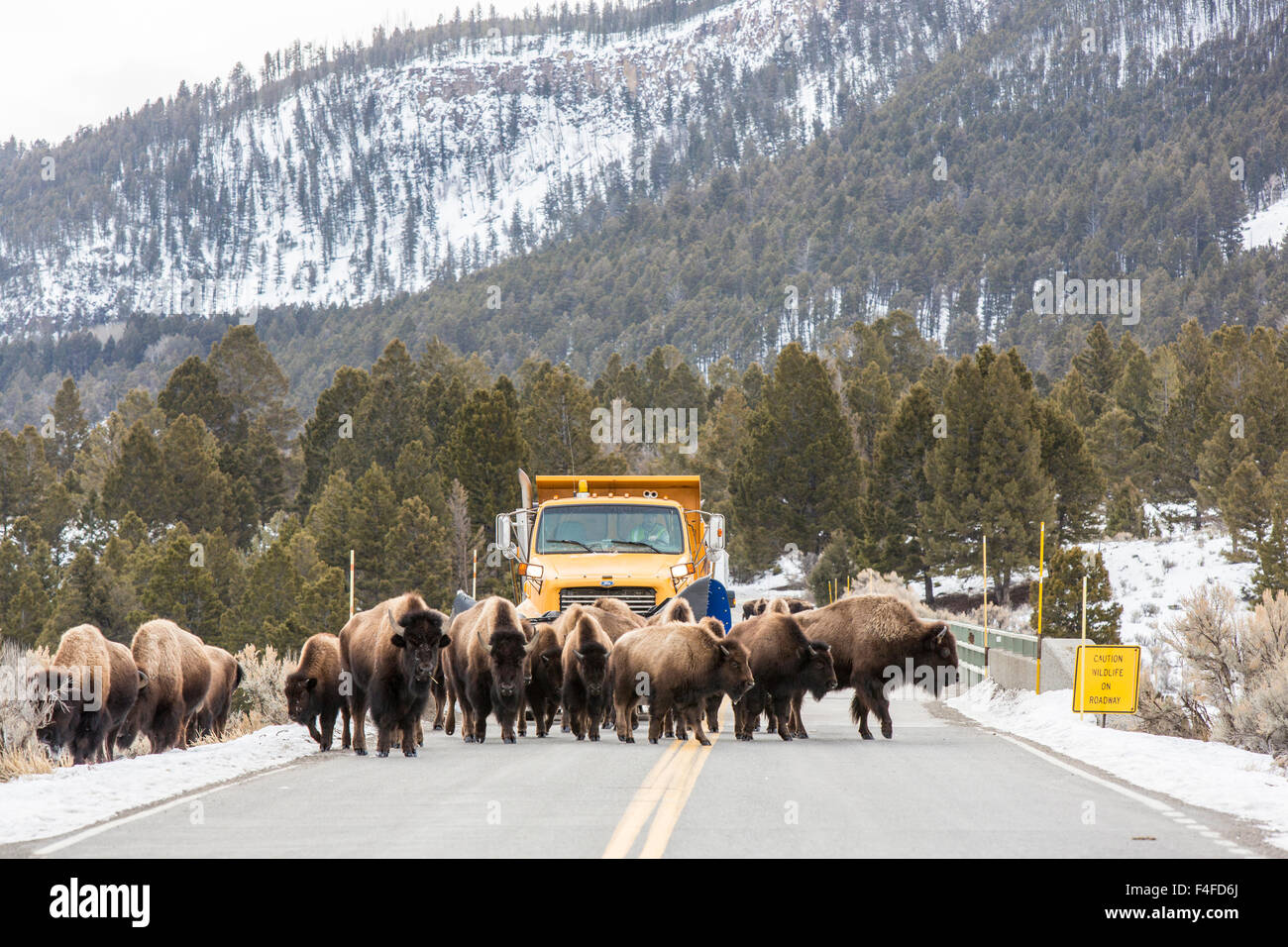 Bison Herde Ursachen Schneepflug Verzögerung auf Brücke im Yellowstone-Nationalpark, Wyoming, USA. Stockfoto