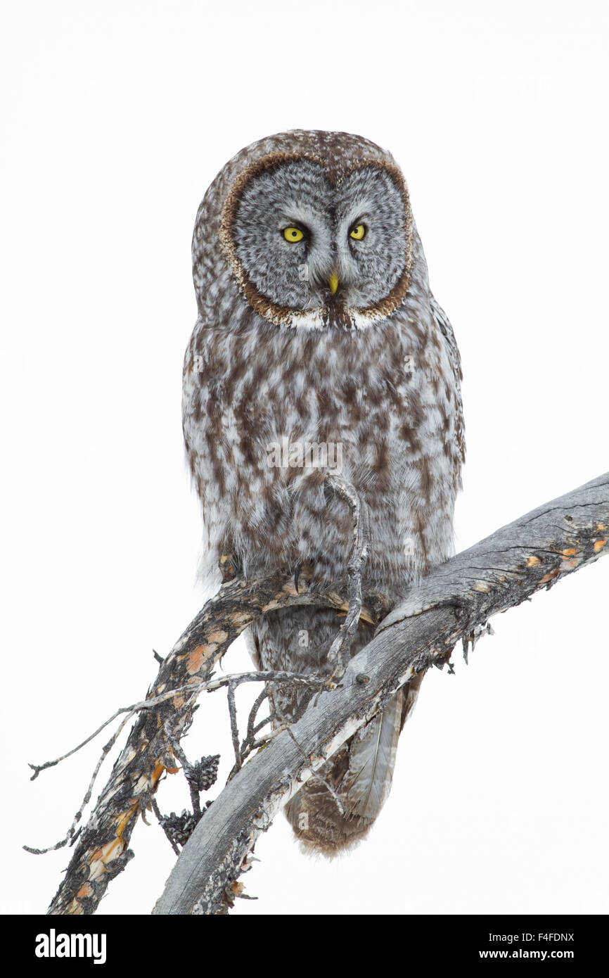 Wyoming, Sublette Grafschaft, großen grau-Eule Porträt. Stockfoto